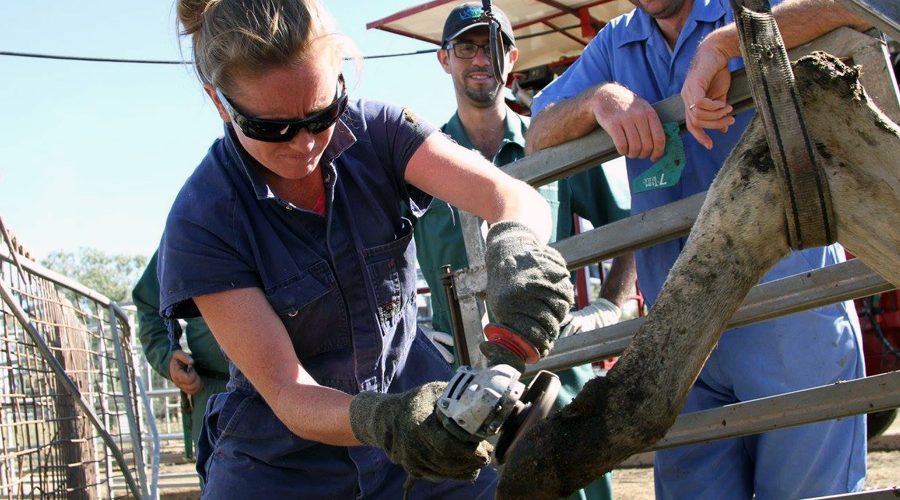 hoof trimmers, dairy cow hoof trimming, barefoot trimming courses, hoof trimming courses, hoof trimming chutes, wopa foot trimming crushes, hoof trimming, hoof trimming training, cattle hoof trimming tools, cattle hoof trimming equipment